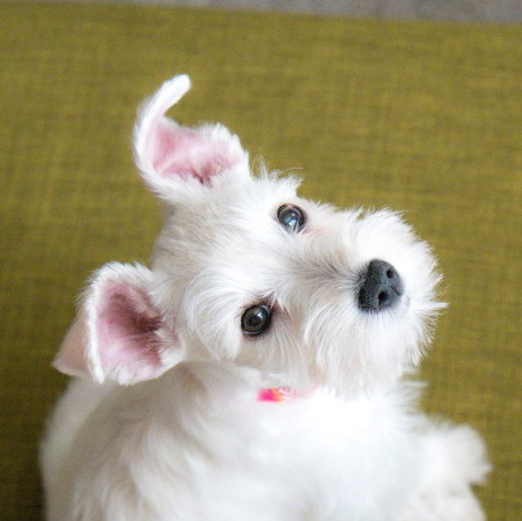 Meet your Posher, Patrick - Picture 1 of 1